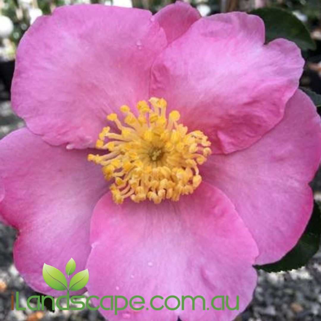 Camellia sasanqua Plantation Pink