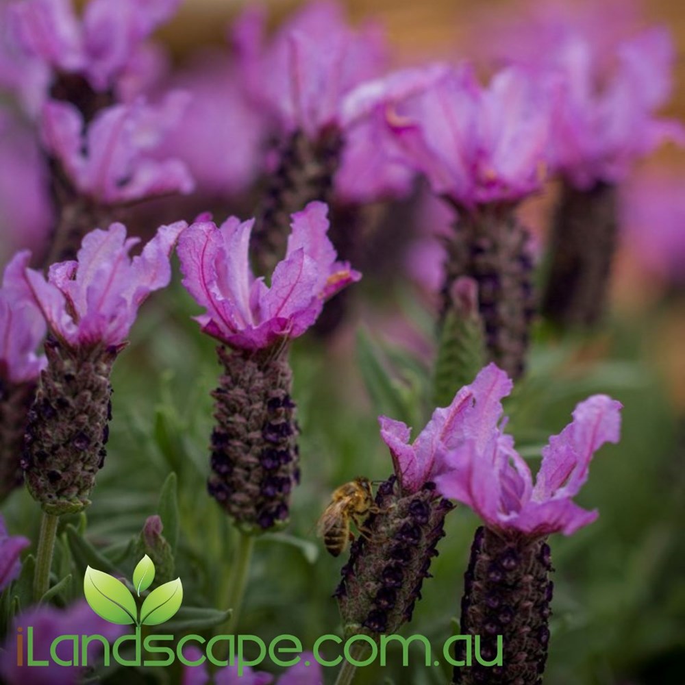 Lavendula 'Blueberry Ruffles