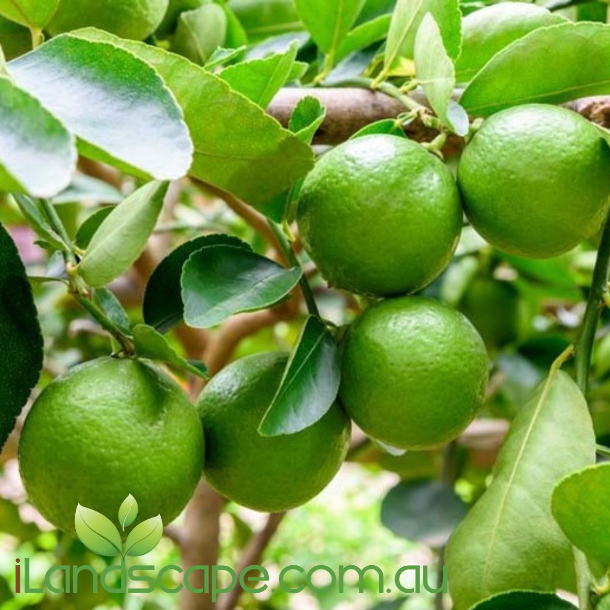 Lime Dwarf Tahitian is a popular dwarf version of the Tahitian lime plant. its an evergreen shrub with glossy leaves. It has some thorns and produces small to medium pale green to yellow fruit. the foliage is also highly aromatic grows to around 2.0m tall and fruits between April - September