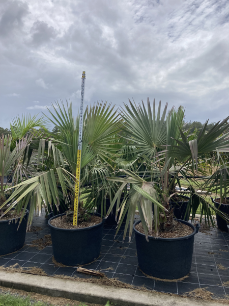 Livistona rigida - Northern Cabbage Palm