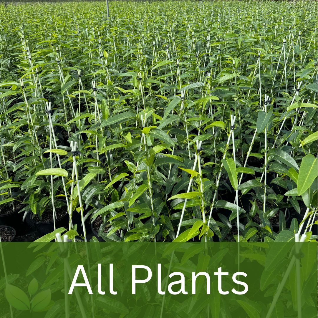 All Plants