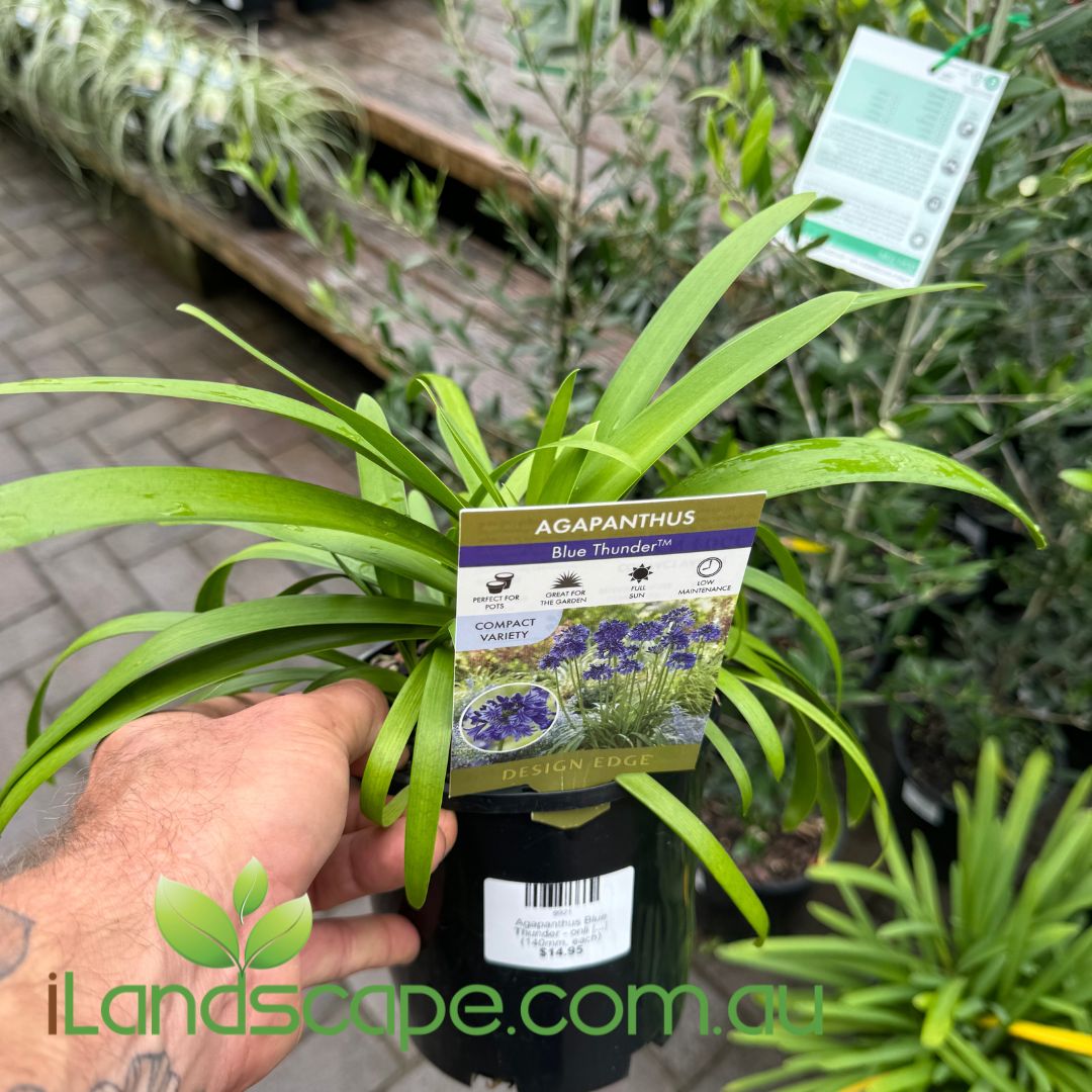 Agapanthus Blue Thunder