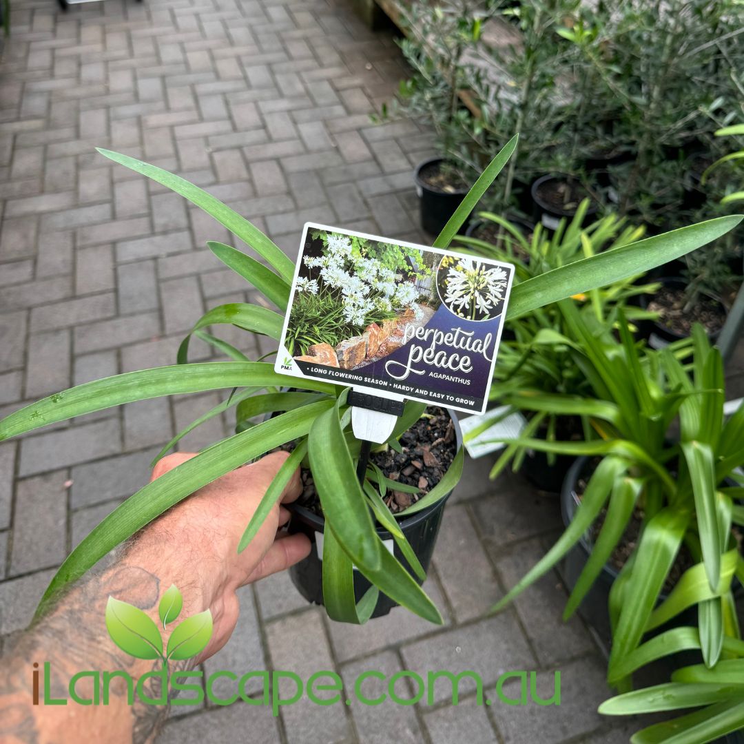 Agapanthus Perpetual Peace