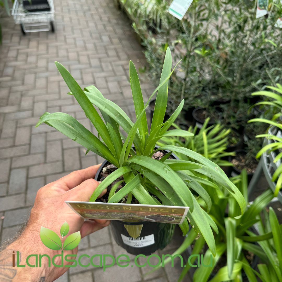 Agapanthus Poppin Purple