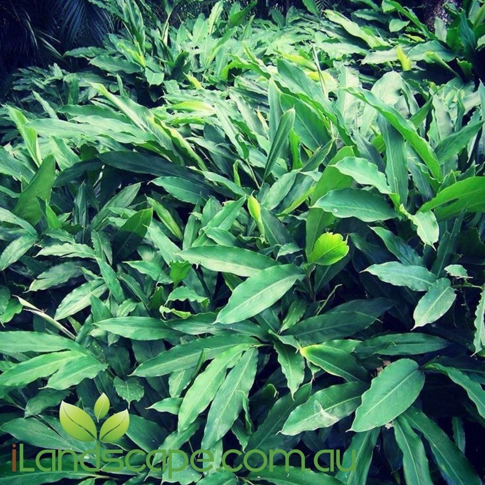 Alpinia mutica False Cardomom
