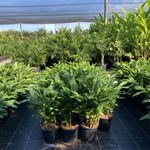 Alpinia nutans Dwarf Cardomom/Cardamom Leaf