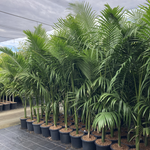 Archontophoenix alexandrae - Alexander Palm