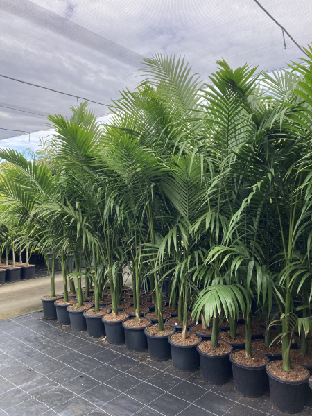 Archontophoenix alexandrae - Alexander Palm