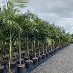 Archontophoenix cunninghamiana Bangalow Palm