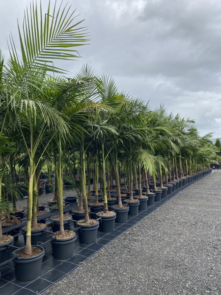 Archontophoenix cunninghamiana Bangalow Palm