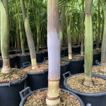 Archontophoenix purpurea