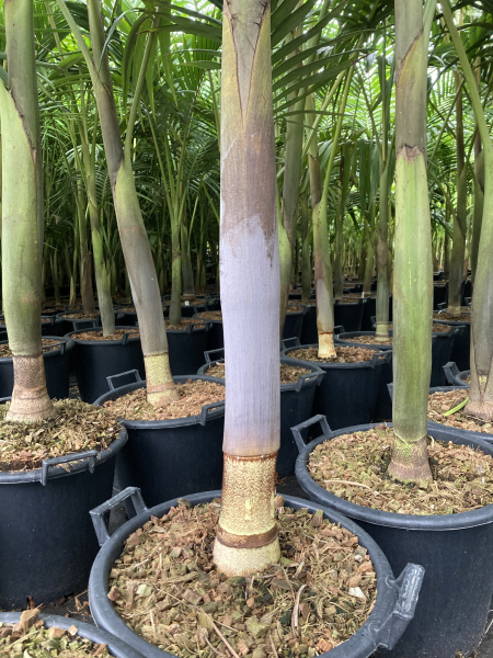 Archontophoenix purpurea