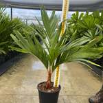 Areca vestiaria orange form