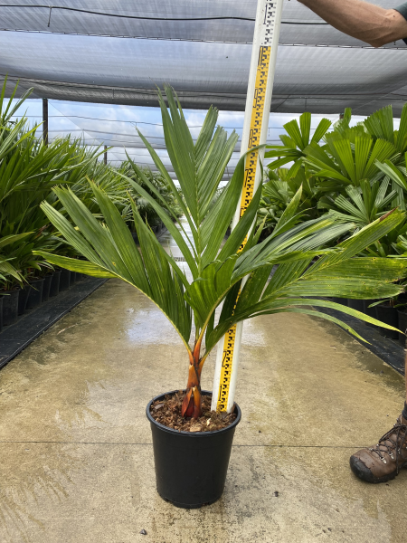 Areca vestiaria orange form
