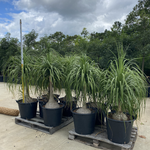 Beaucarnea recurvata Ponytail