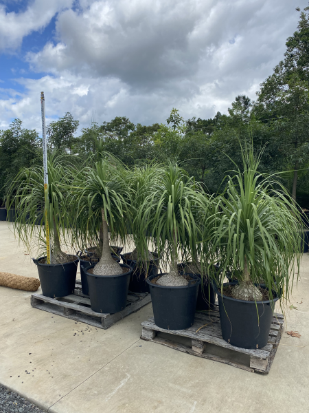 Beaucarnea recurvata Ponytail