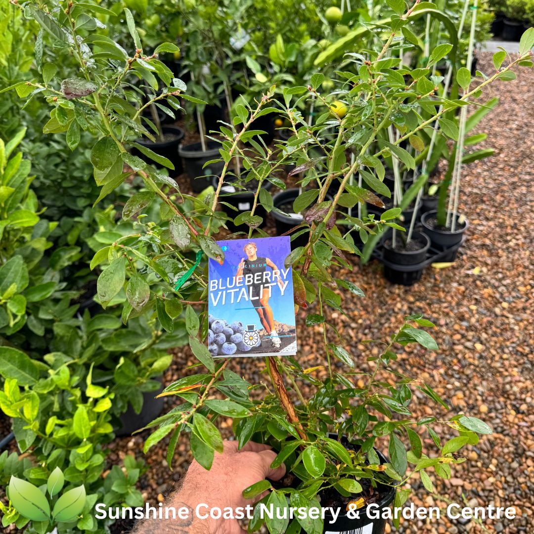Blueberry Vitality