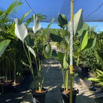Calathea lutea