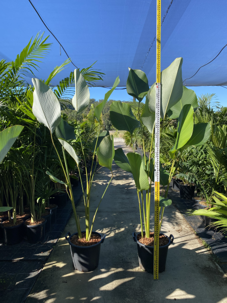 Calathea lutea