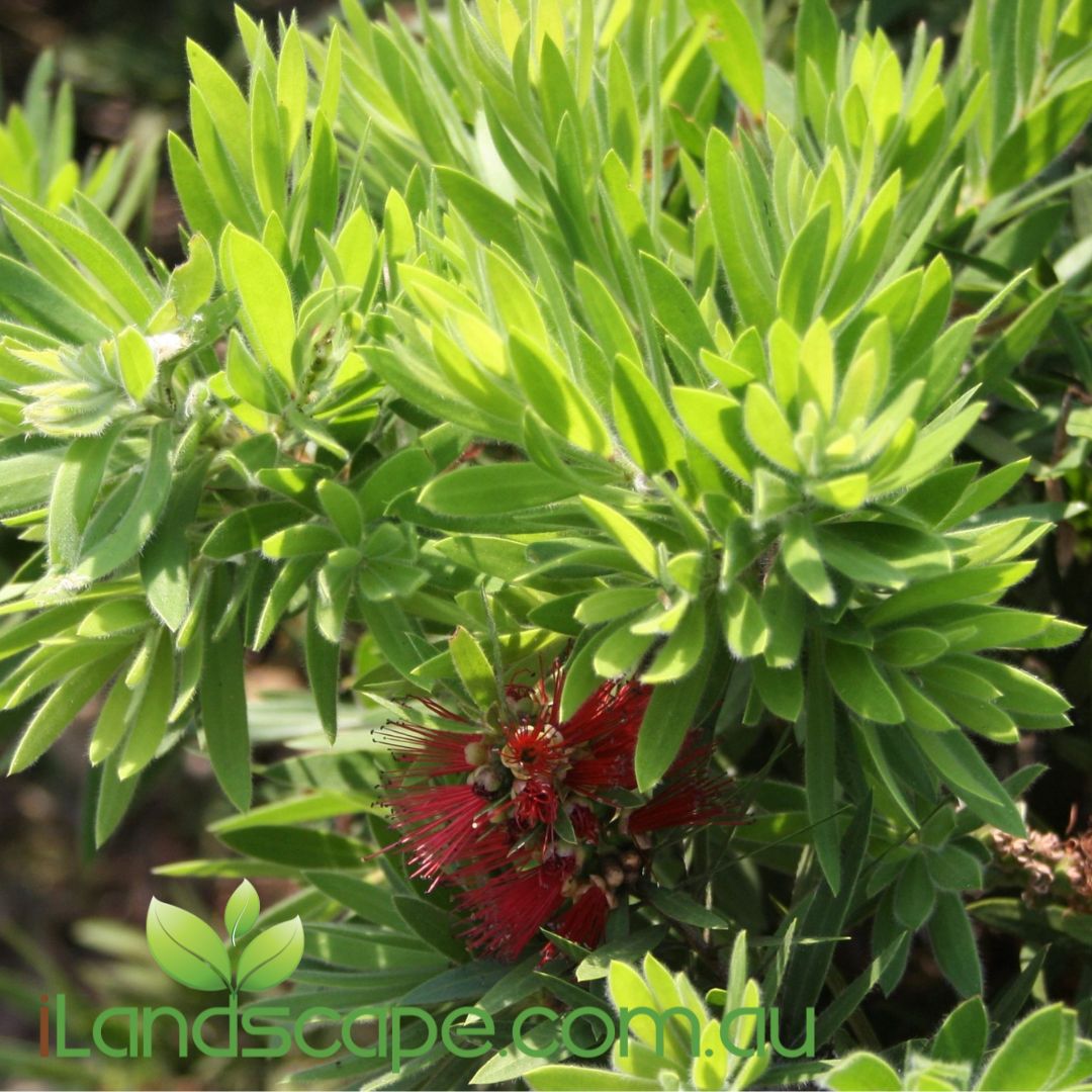 Callistemon Little Caroline PBR