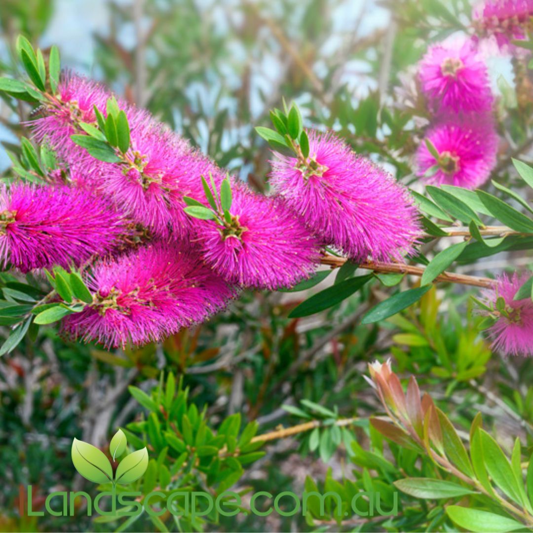Callistemon Purple Splendour