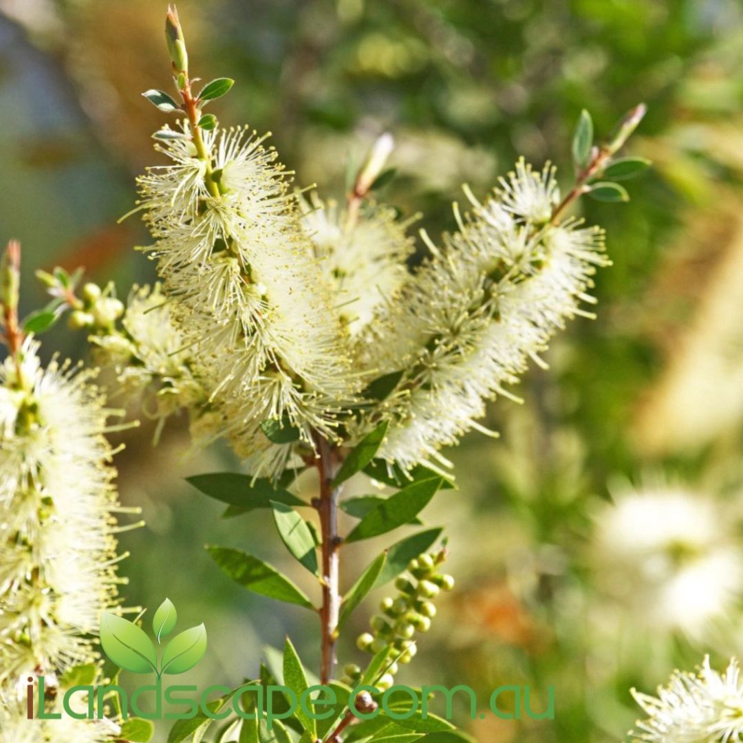 Callistemon Wilderness White