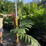 Calyptrocalyx albertisianus - Albertis Palm