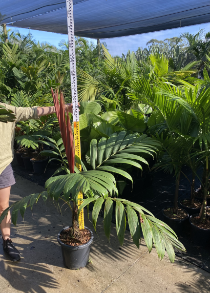 Calyptrocalyx albertisianus - Albertis Palm