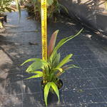 Calyptrocalyx elegans