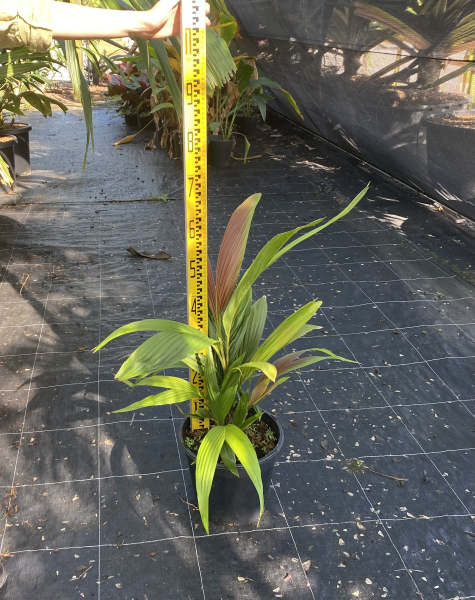 Calyptrocalyx elegans