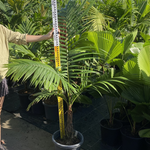 Calyptrocalyx spicatus