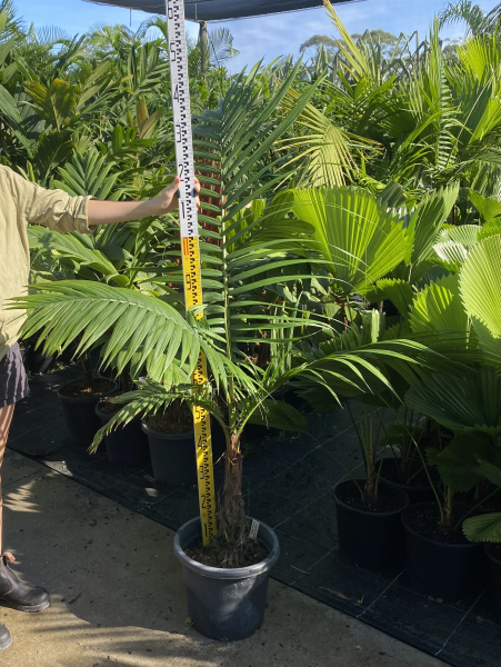 Calyptrocalyx spicatus