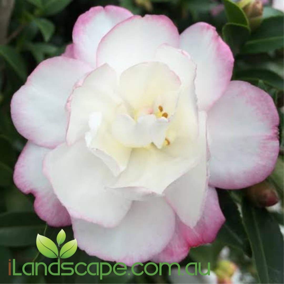 Camellia sasanqua Paradise Blush