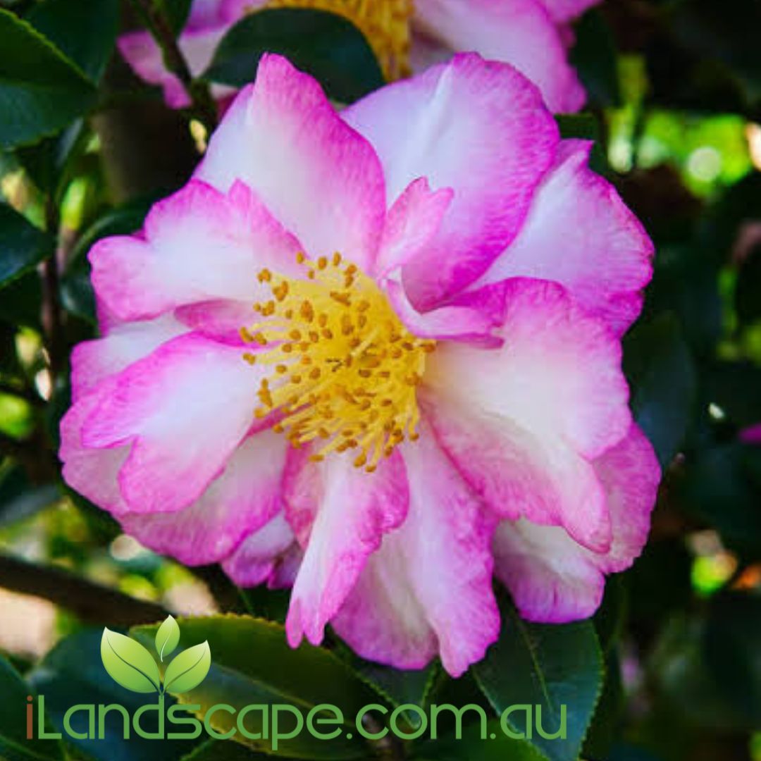 Camellia sasanqua Something Special