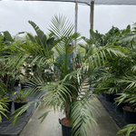 Chamaedorea hooperiana - Hooper's Palm