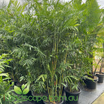 Chamaedorea seifrizii