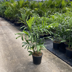 Chamaedorea seifrizii Florida Form