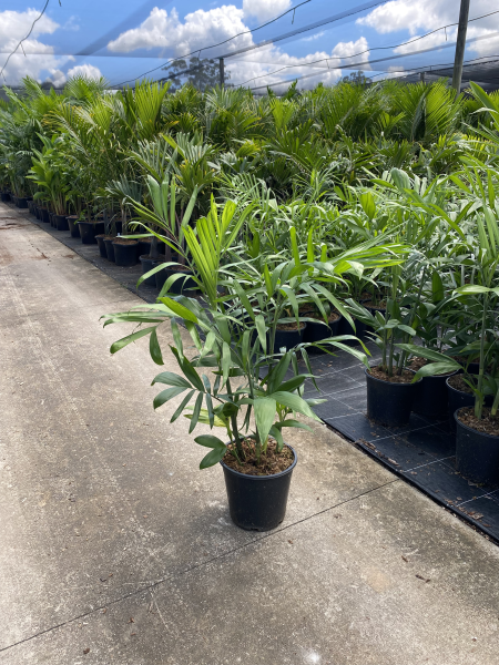 Chamaedorea seifrizii Florida Form