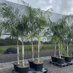 Chrysalidocarpus plumosus (syn. Dypsis plumosa)
