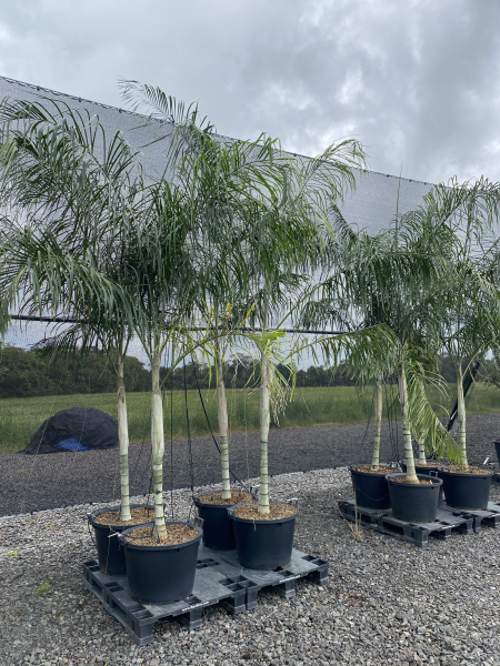 Chrysalidocarpus plumosus (syn. Dypsis plumosa)