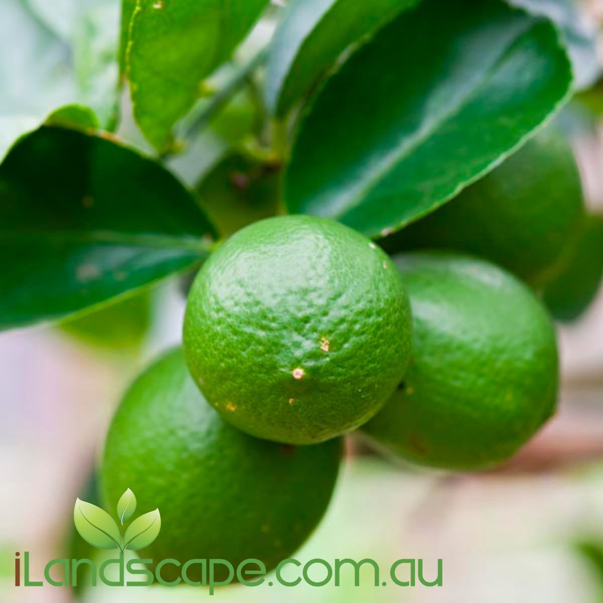 Citrus - Sublime  Citrus aurantifolia
