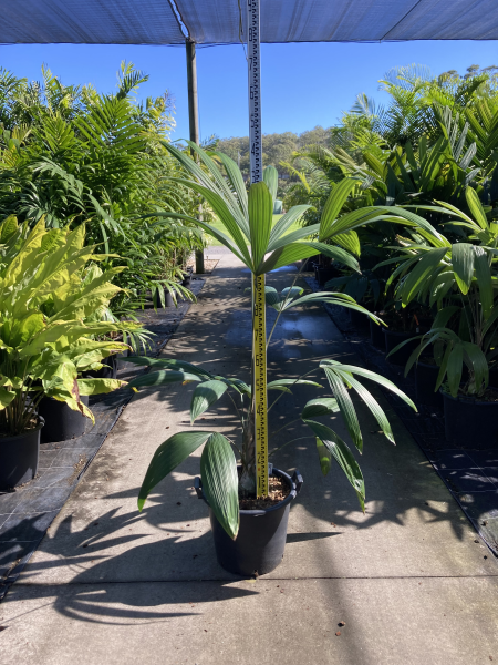 Cryosophila warscewiczii