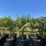 Cyphophoenix elegans - Elegant Palm