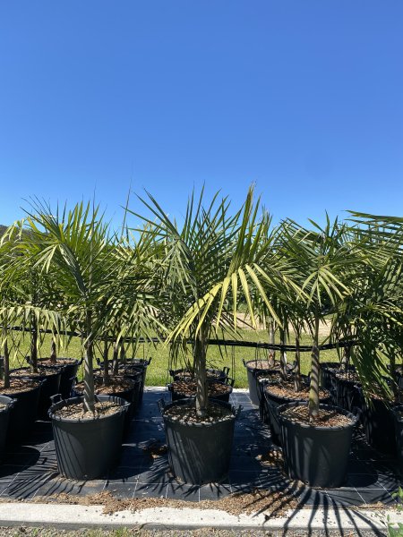 Cyphophoenix elegans - Elegant Palm