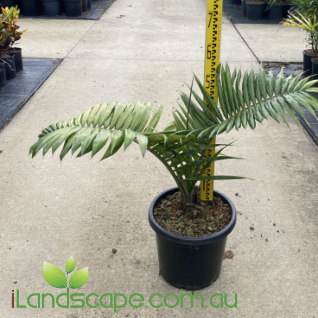 Dypsis ampasindavae (syn. Chrysalidocarpus loucoubensis)