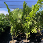 Dypsis lastelliana (syn. Chrysalidocarpus lastelliana) - Teddy Bear Palm