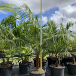 Dypsis leptocheilos (syn. Chrysalidocarpus leptocheilos) - Red Neck Palm