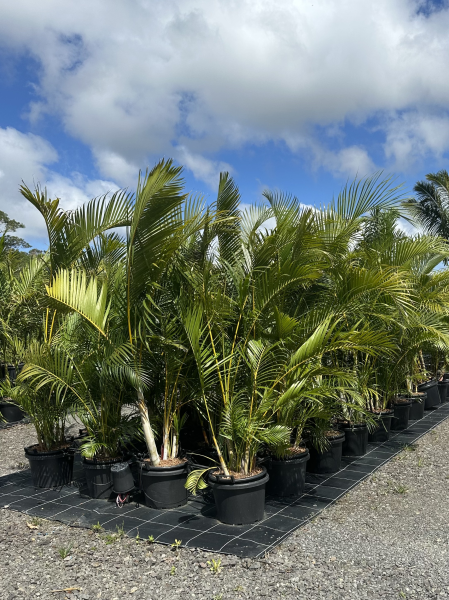 Dypsis lutescens (syn. Chrysalidocarpus lutescens) - Golden Cane