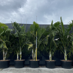 Dypsis prestoniana Hybrid