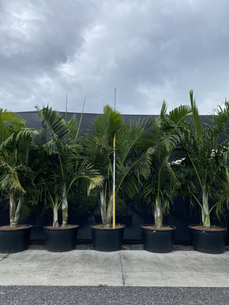 Dypsis prestoniana Hybrid
